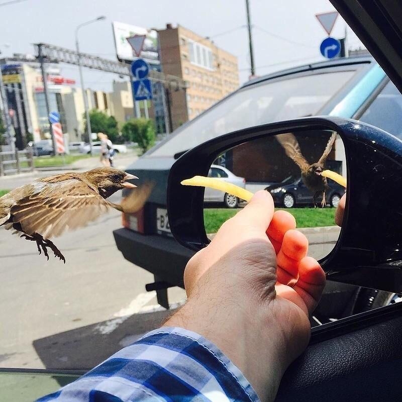 Reflejo de un gorrión que vive 